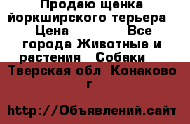 Продаю щенка йоркширского терьера  › Цена ­ 20 000 - Все города Животные и растения » Собаки   . Тверская обл.,Конаково г.